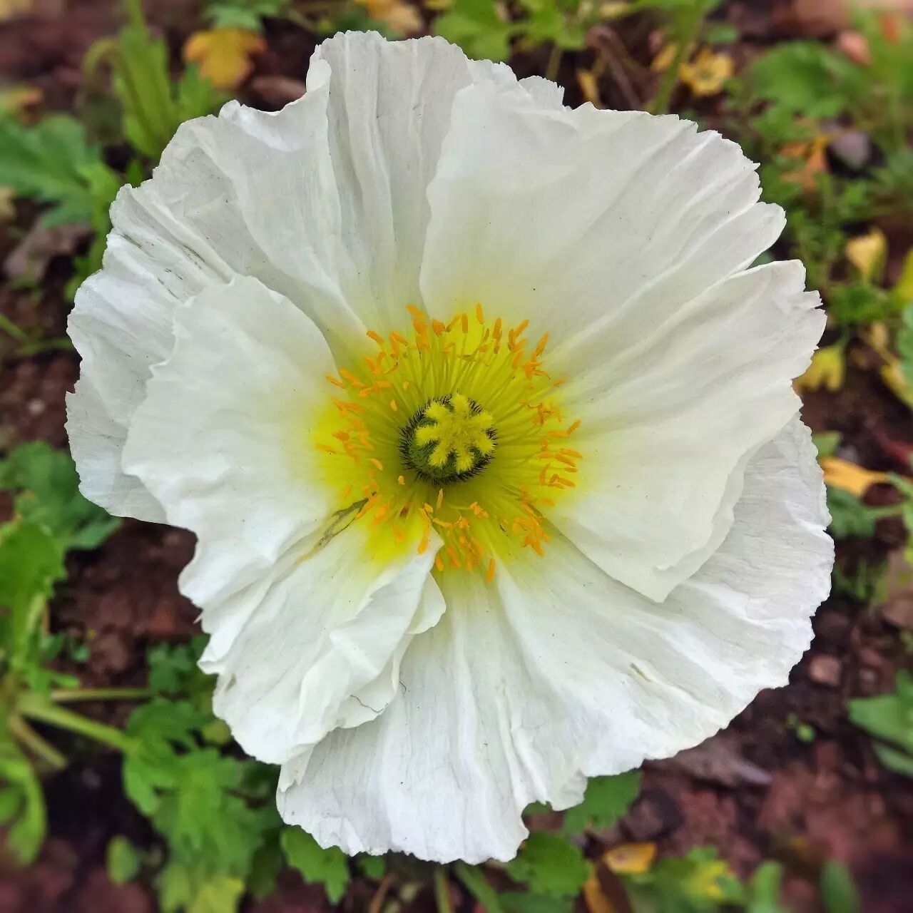 在我的心上，盛开了几朵小花