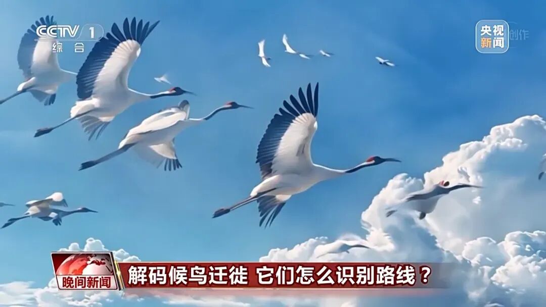 平均两天一“官宣”，电视台们为了AIGC“杀疯了”